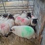Lambs Image 6