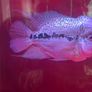 fish tank Image 5