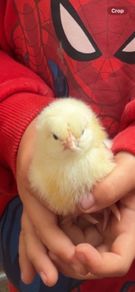 Chicks