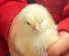 Chicks