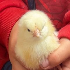 Chicks