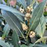 Laurus Nobilis with 35cm head in 10L pot and 120cm in height Image 5