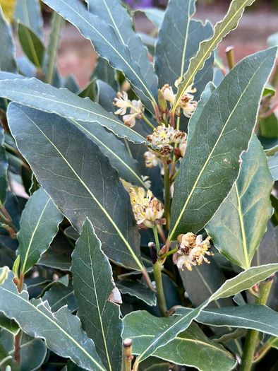 Laurus Nobilis with 35cm head in 10L pot and 120cm in height
