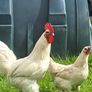 Organic La Bresse Chicks Image 4