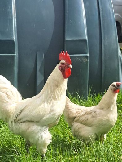 Organic La Bresse Chicks