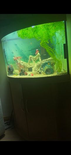 Juwel 190L fish tank & unit