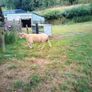 Full bred registered Hogget ram Image 4