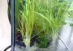 Aquarium plants