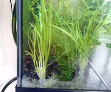 Aquarium plants