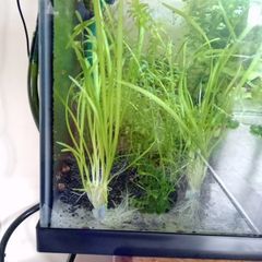 Aquarium plants