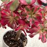 Aeonium "Pink witch" Image 4