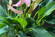 Plant Pink Flamingo Flower