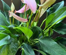 Plant Pink Flamingo Flower