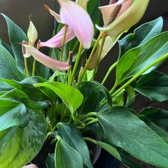 Plant Pink Flamingo Flower