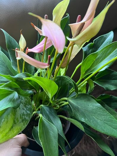 Plant Pink Flamingo Flower