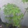 random Image 4