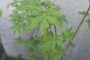Acer