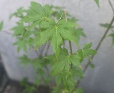 Acer