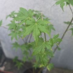 Acer