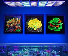 UV Printed Coral Reef Wall Art Painting