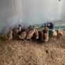 Ducklings khaki Campbell Image 3