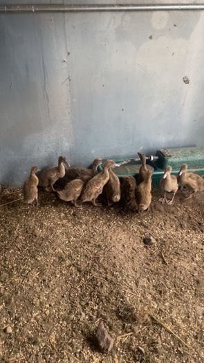 Ducklings khaki Campbell