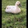 Hatching eggs Image 7