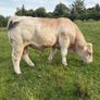 Charolais bulls Image 7