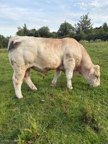 Pedigree registered Charlois bull