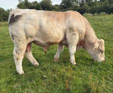 Pedigree registered Charlois bull