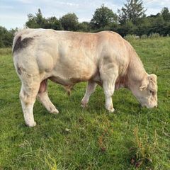 Pedigree registered Charlois bull