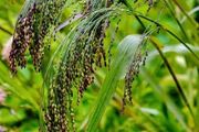 (G) Violet Panic Grass Seeds 4g (185233)