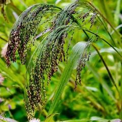 (G) Violet Panic Grass Seeds 4g (185233)