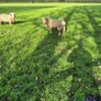 Dorset Rams Image 3