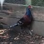 Ornamental Pheasants for sale Image 3