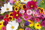 (S) Summer flowers bouquet seeds 2g (414543)