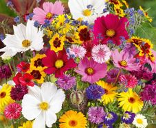 (S) Summer flowers bouquet seeds 2g (414543)