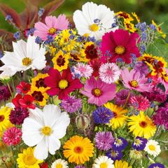 (S) Summer flowers bouquet seeds 2g (414543)