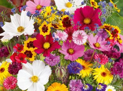 (S) Summer flowers bouquet seeds 2g (414543)