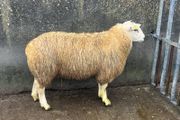 purebred belclare ram lamb