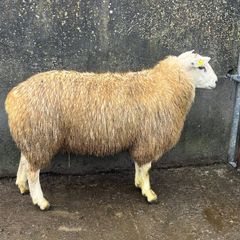purebred belclare ram lamb