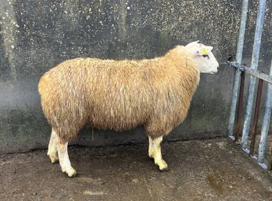 purebred belclare ram lamb