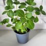 Cuban oregano.Mexican mint. Herb. Image 2