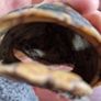 Antique turtle shell Image 7