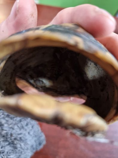 Antique turtle shell