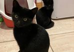 2 kittens for adoption