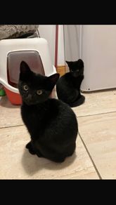 2 kittens for adoption