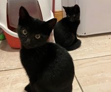 2 kittens for adoption