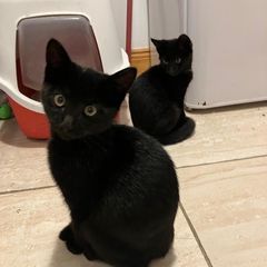 2 kittens for adoption