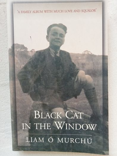 Black Cat in the Window